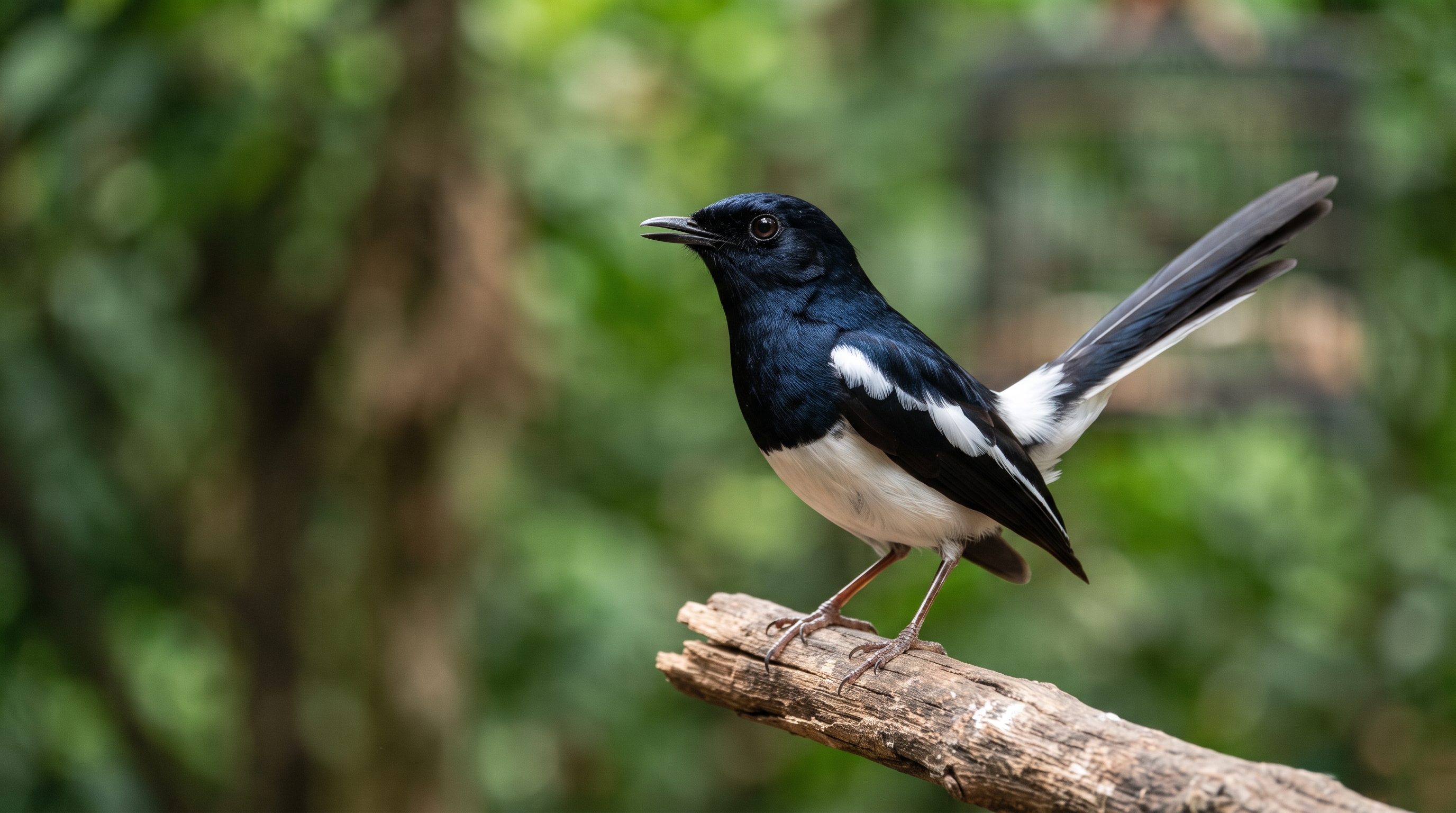 Maklon Suplemen Burung Kicau: Peluang Bisnis di Komunitas Pecinta Burung yang Sangat Loyal