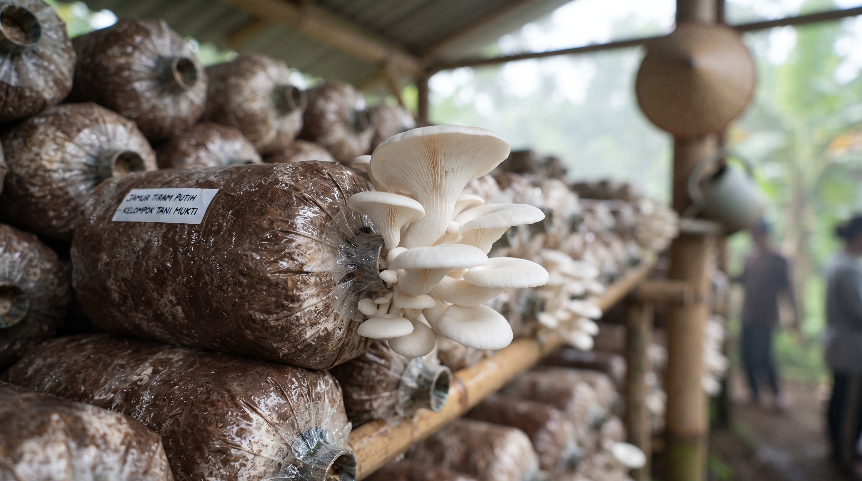 Jasa Maklon Agen Hayati Trichoderma: Dari Kultur sampai Produk Siap Jual